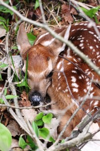 Baby Buck Fawn