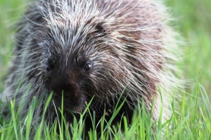 Porcupine