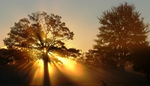 Sunrise